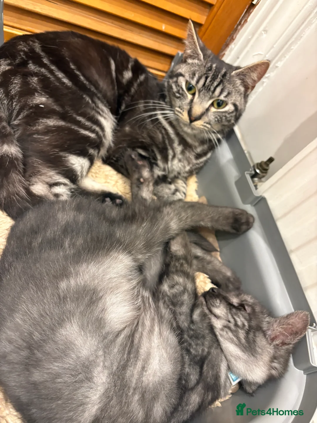 Domestic Shorthair cats for sale: Mum & Son  - Advert 1
