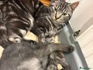 Domestic Shorthair cats Mum & Son - Advert 7