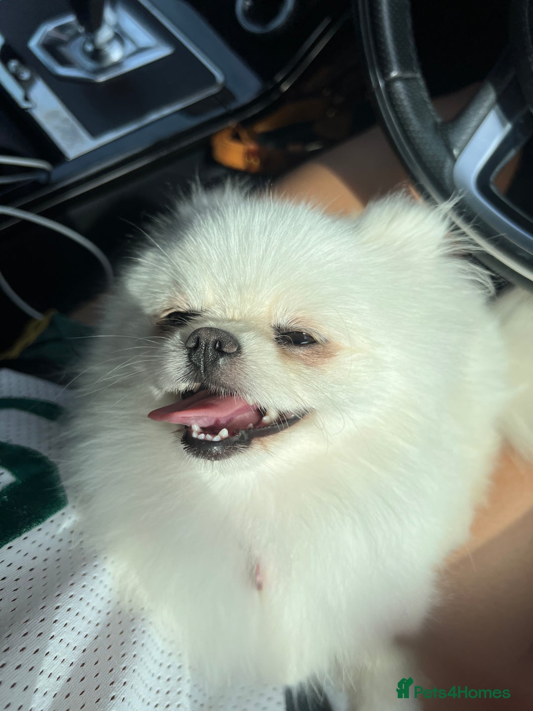 Pomeranian dogs for adoption: Cute Miso is looking for her forever lap 💖🐾 - Image 2