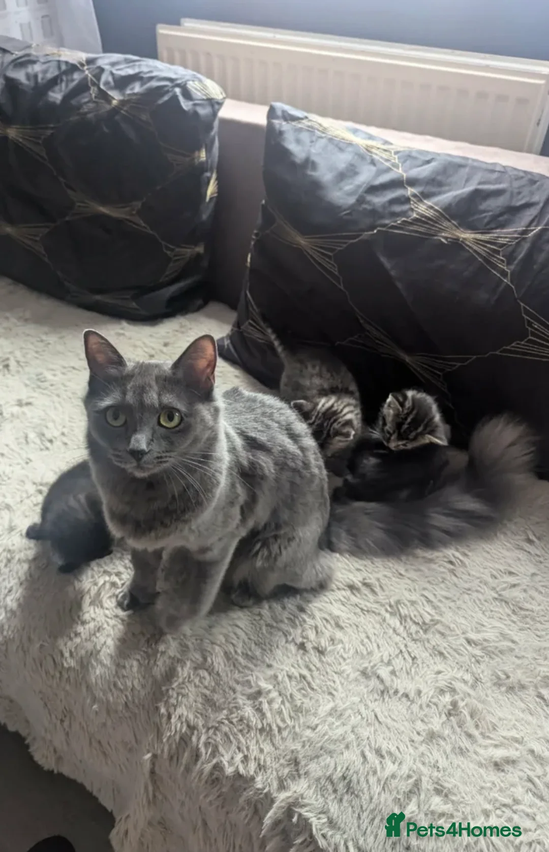 Mixed Breed cats for sale: Rehoming Nori  - Advert 1