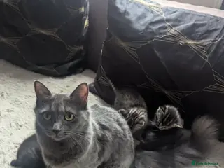 Mixed Breed cats Rehoming Nori - Advert 1