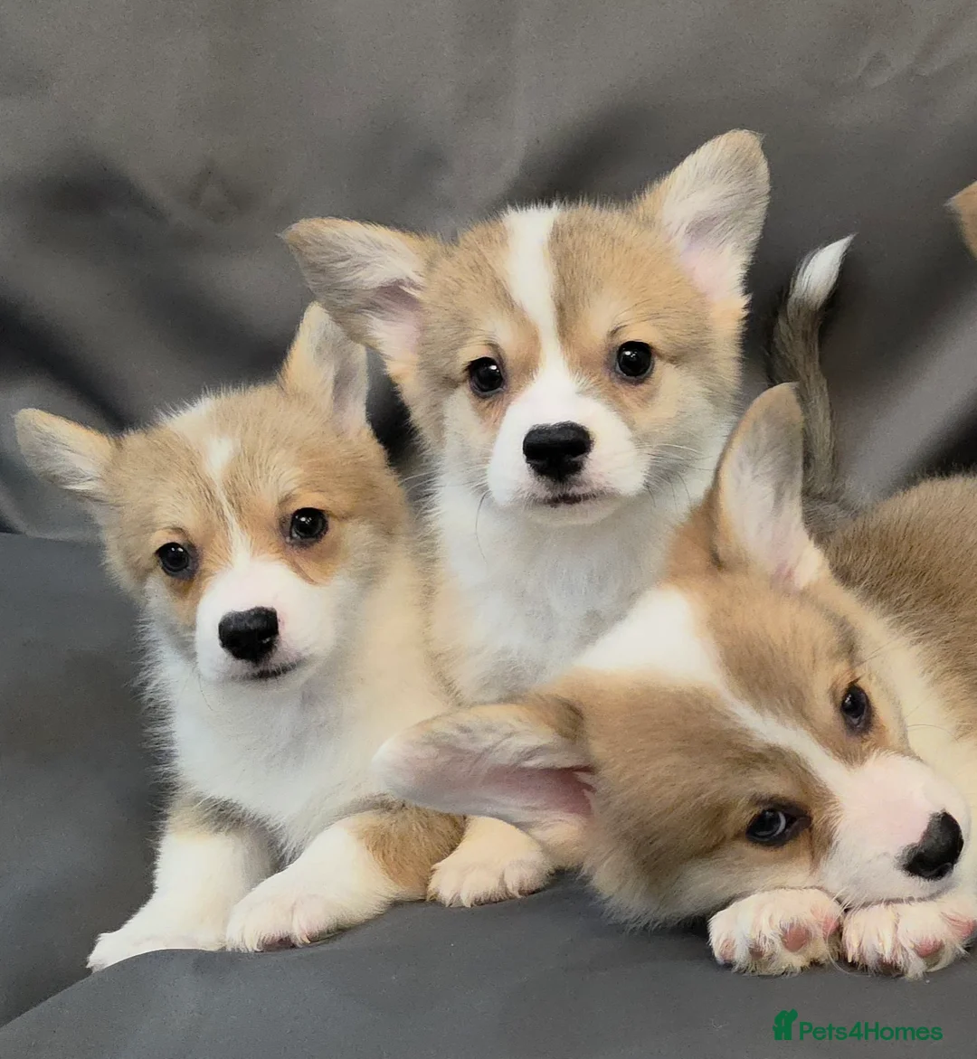 Welsh Corgi Pembroke dogs for sale: 33rd Generation KC Mixed Tail Pembroke Corgi Pups - Advert 22