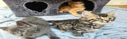 Mixed Breed cats for sale: Elven Bengal Kittens  - Advert 7