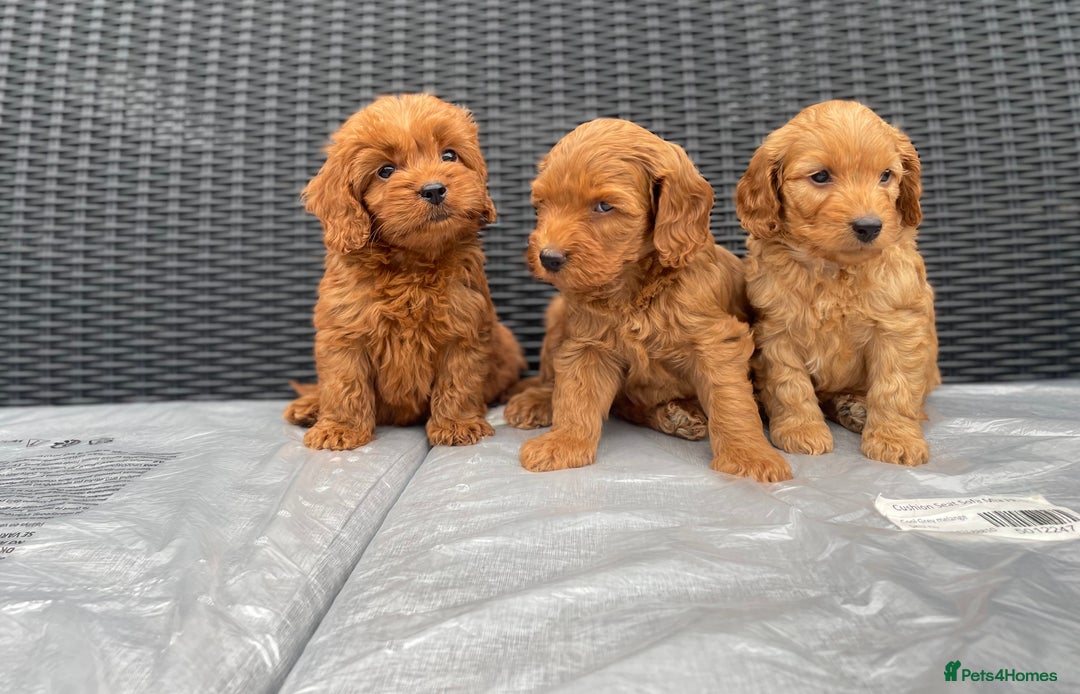 Cockapoo dogs for sale: Beautiful f1 cockapoos ready now - Image 6