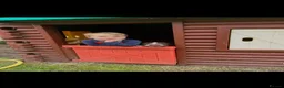 Sprocker dogs for sale: Sprocker spaniel pups  - Advert 12