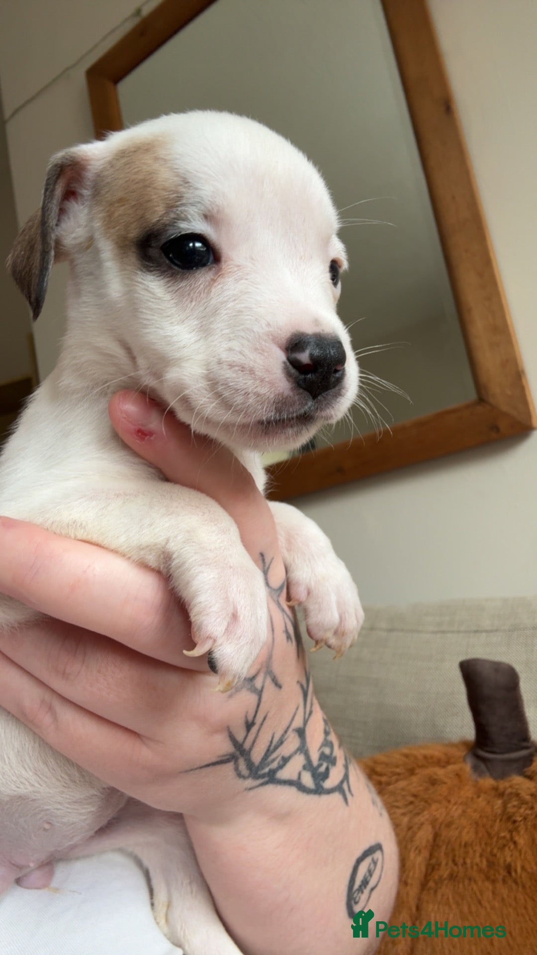 Staffordshire Bull Terrier dogs Beautiful staffy x pups  - Advert 18