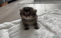 British Shorthair cats for sale: British Shorthair GCCF Champion Kittens ✨ - Image 4