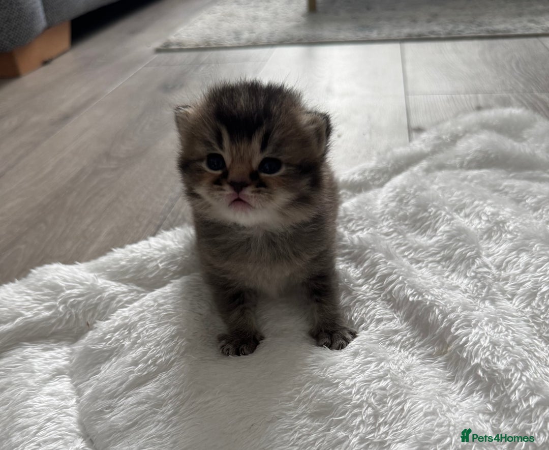 British Shorthair cats for sale: British Shorthair GCCF Champion Kittens ✨ - Image 4