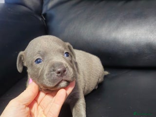 Staffordshire Bull Terrier dogs Staffordshire bull terrier - Advert 11