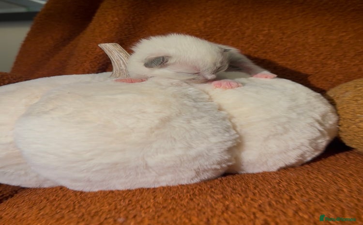 Ragdoll cats - Advert 12