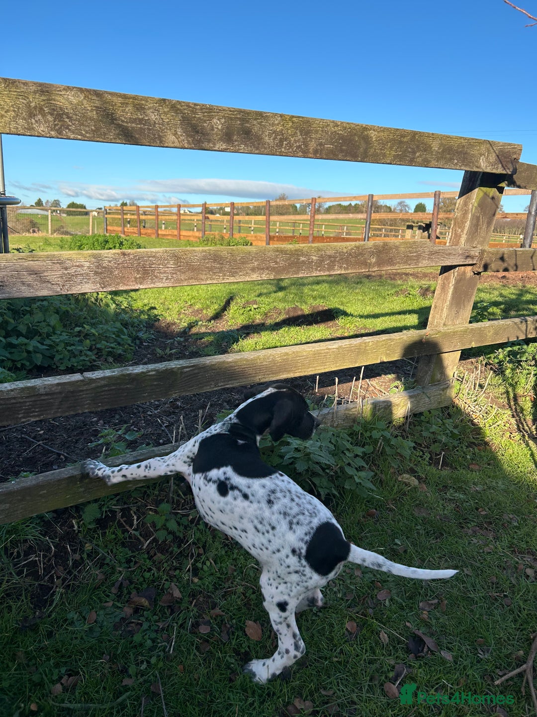 Pointer dogs for sale:  Black bitch available. - Advert 7