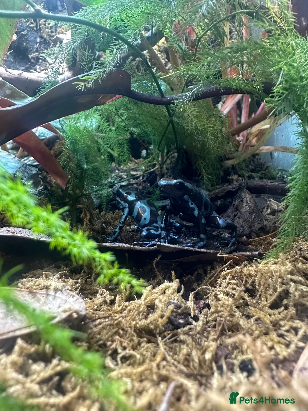 Frog reptiles for sale: Dart frogs and full bio-active set up  - Advert 1