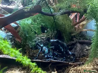 Frog reptiles Dart frogs and full bio-active set up - Advert 16