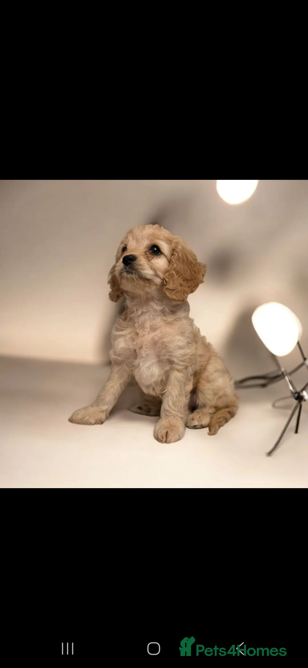 Toy Poodle dogs for stud: Toy poodle stud boy  in Blackburn - Advert 39