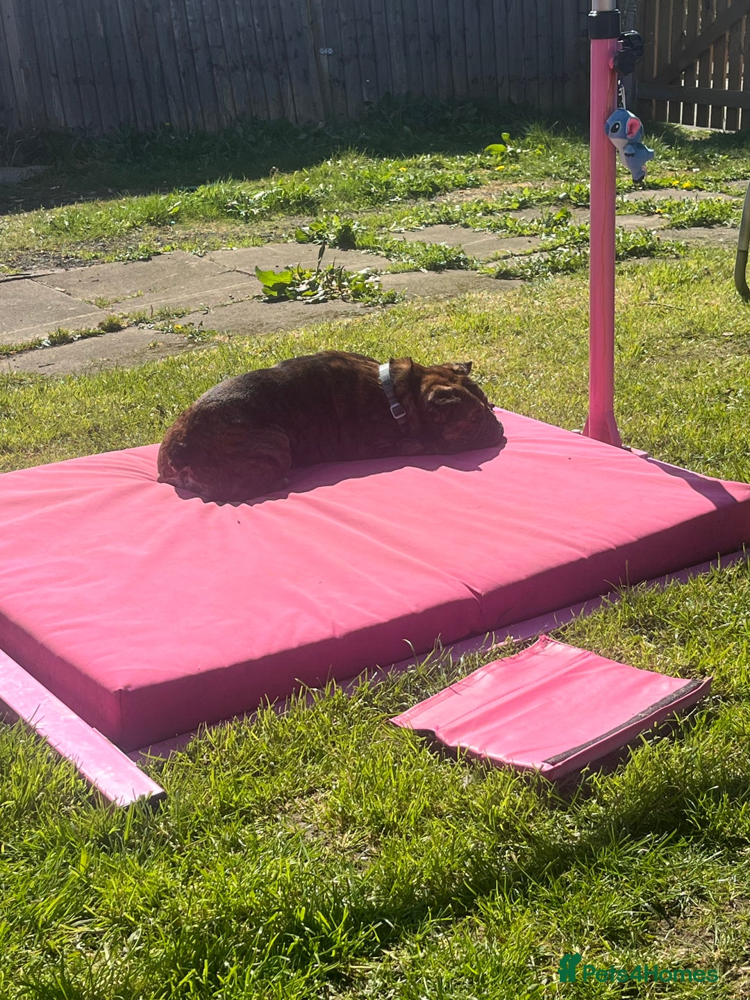 Mixed Breed dogs for sale: 2 year old Minnie  - Advert 6