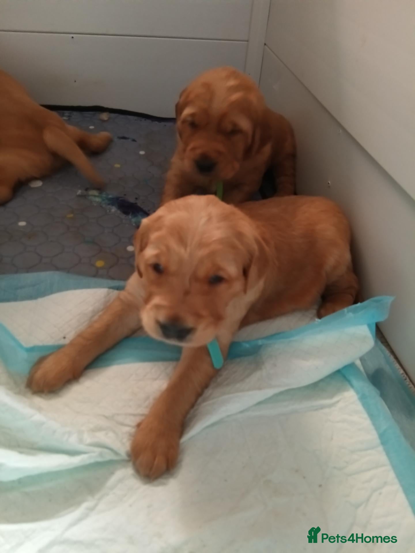 Golden Retriever dogs KC reg Red Golden retriever fully healthy tested - Advert 9