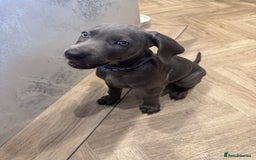 Weimaraner dogs for sale: 🐾 KC Weimaraners, ready now 🐾  - Advert 32