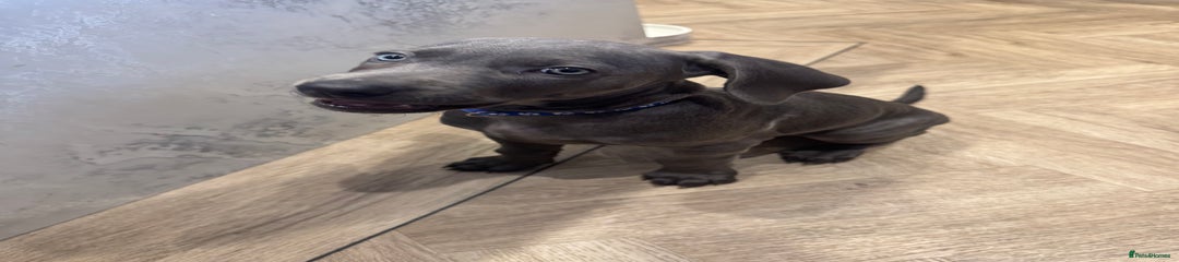 Weimaraner dark blue  