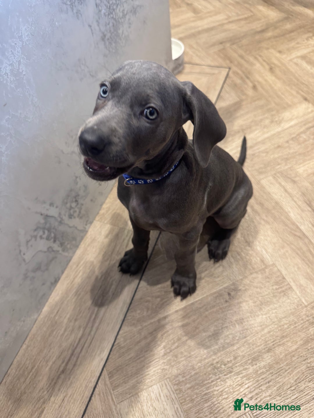 Weimaraner dogs for sale: 🐾 KC Weimaraners, ready now 🐾  - Advert 32