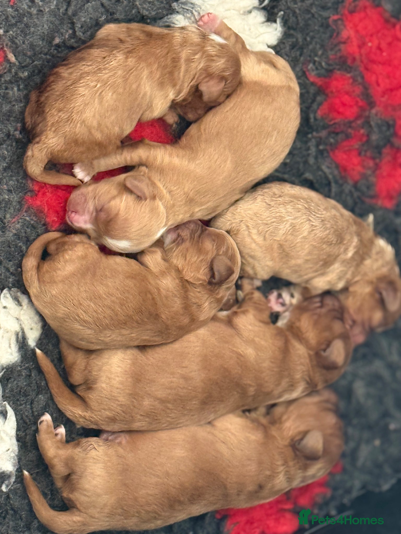 Cavapoo dogs Stunning F1 Red Cavapoo’s  - Advert 1