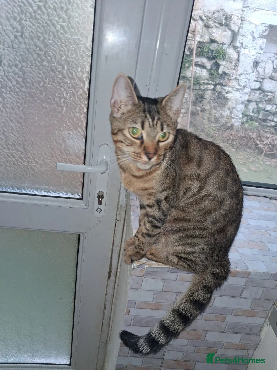 Bengal cats for sale: Beautifull and friendly bengal kitten in Aberdare - Advert 5