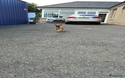 German Shepherd dogs for sale: Belgian Malinois  - Image 3