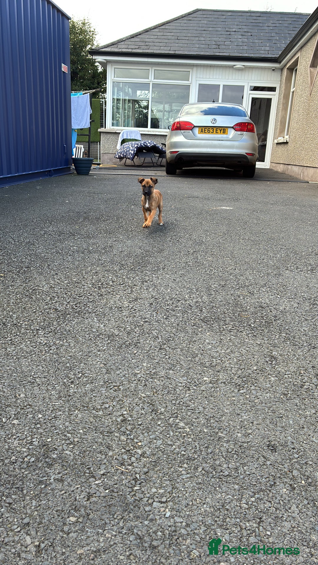 German Shepherd dogs for sale: Belgian Malinois  - Image 3