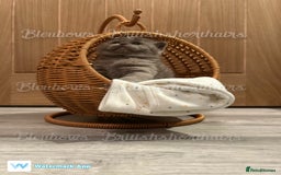 British Shorthair cats for sale: Gccf Bsh Lilac Babies - Image 12