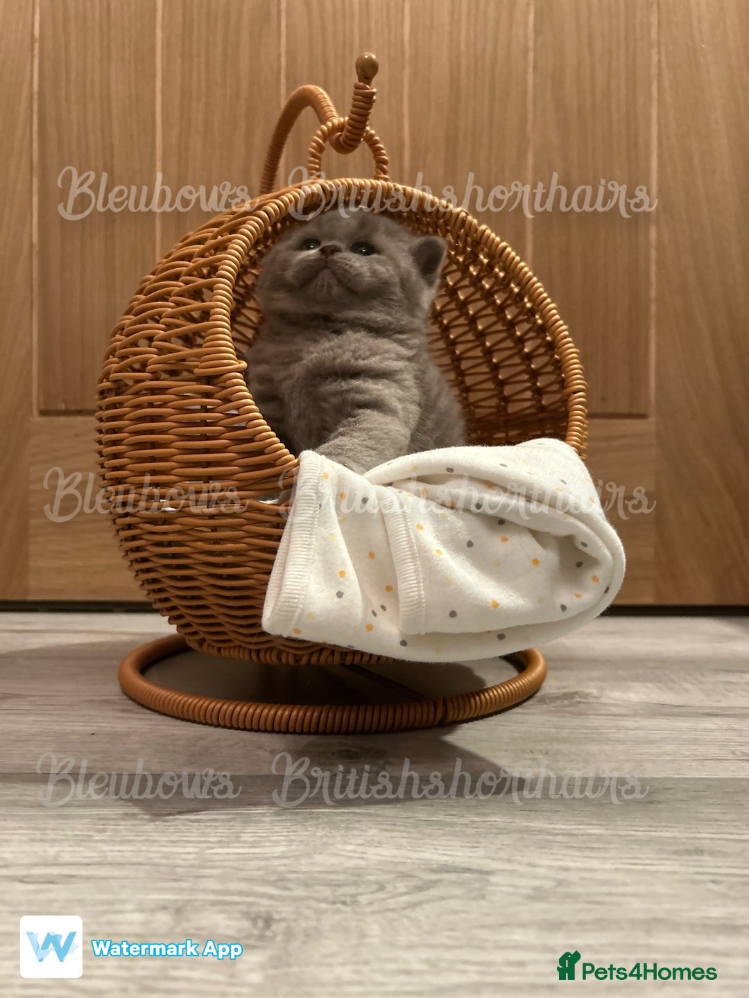 British Shorthair cats for sale: Gccf Bsh Lilac Babies - Image 12