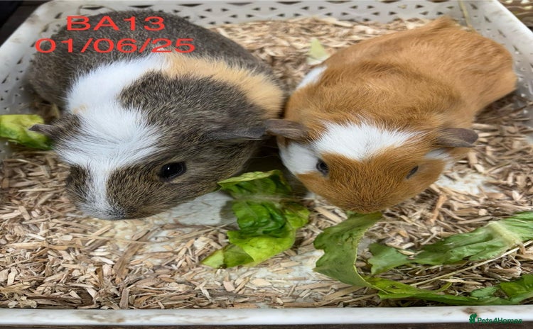 Guinea Pig rodents - Advert 19