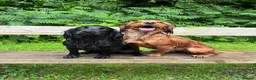 Cocker Spaniel dogs for sale: Cocker spaniel dog pup - Advert 5