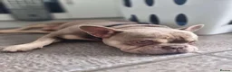 French Bulldog dogs for sale: Wallace our beautiful frenchie in Hull - Advert 4