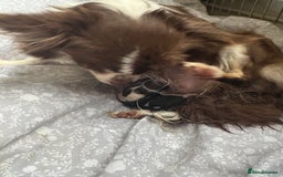 Chihuahua dogs for sale: Last tiny chihuahua boy - Image 4
