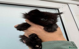 Maine Coon cats for sale: Maine coon xxx - Image 10