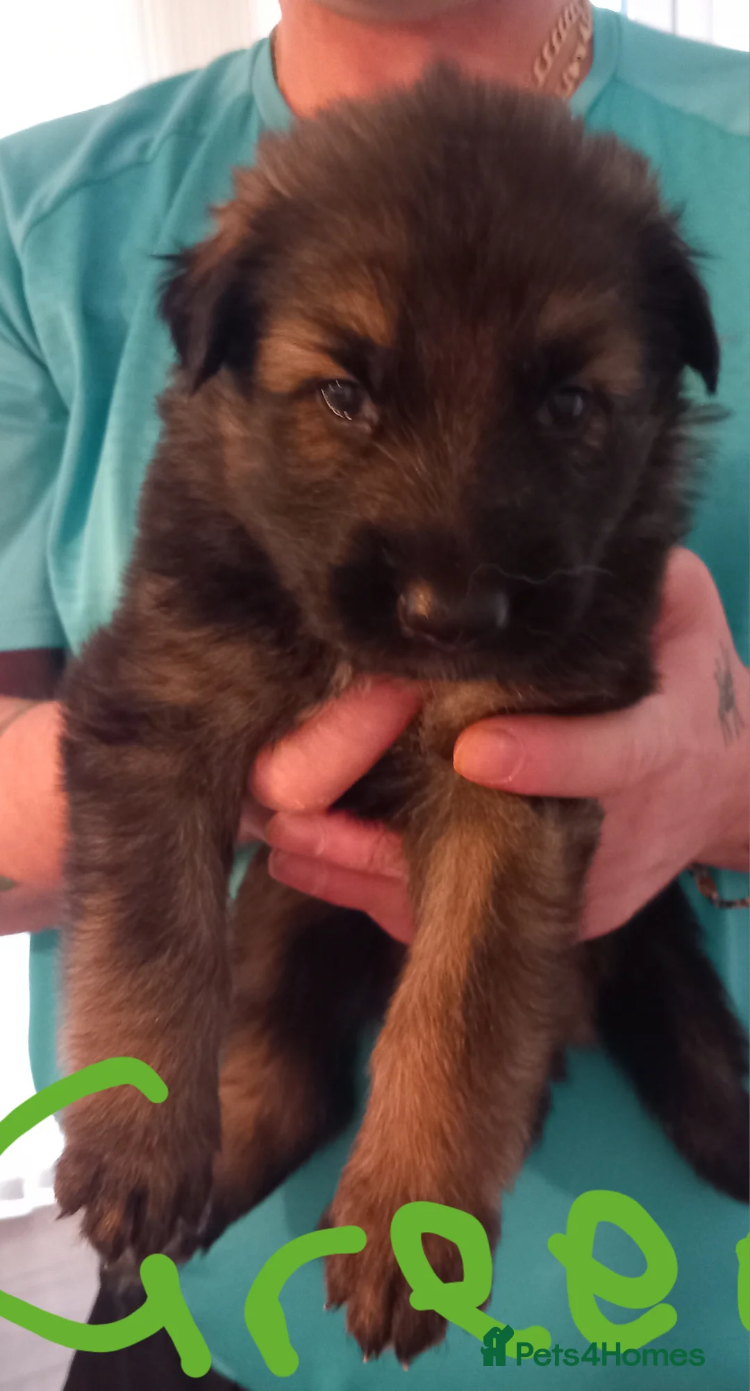 German Shepherd dogs for sale: German shepard puppies  - Advert 7
