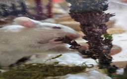 Hamster rodents for sale: Syrian Hamster - Image 3