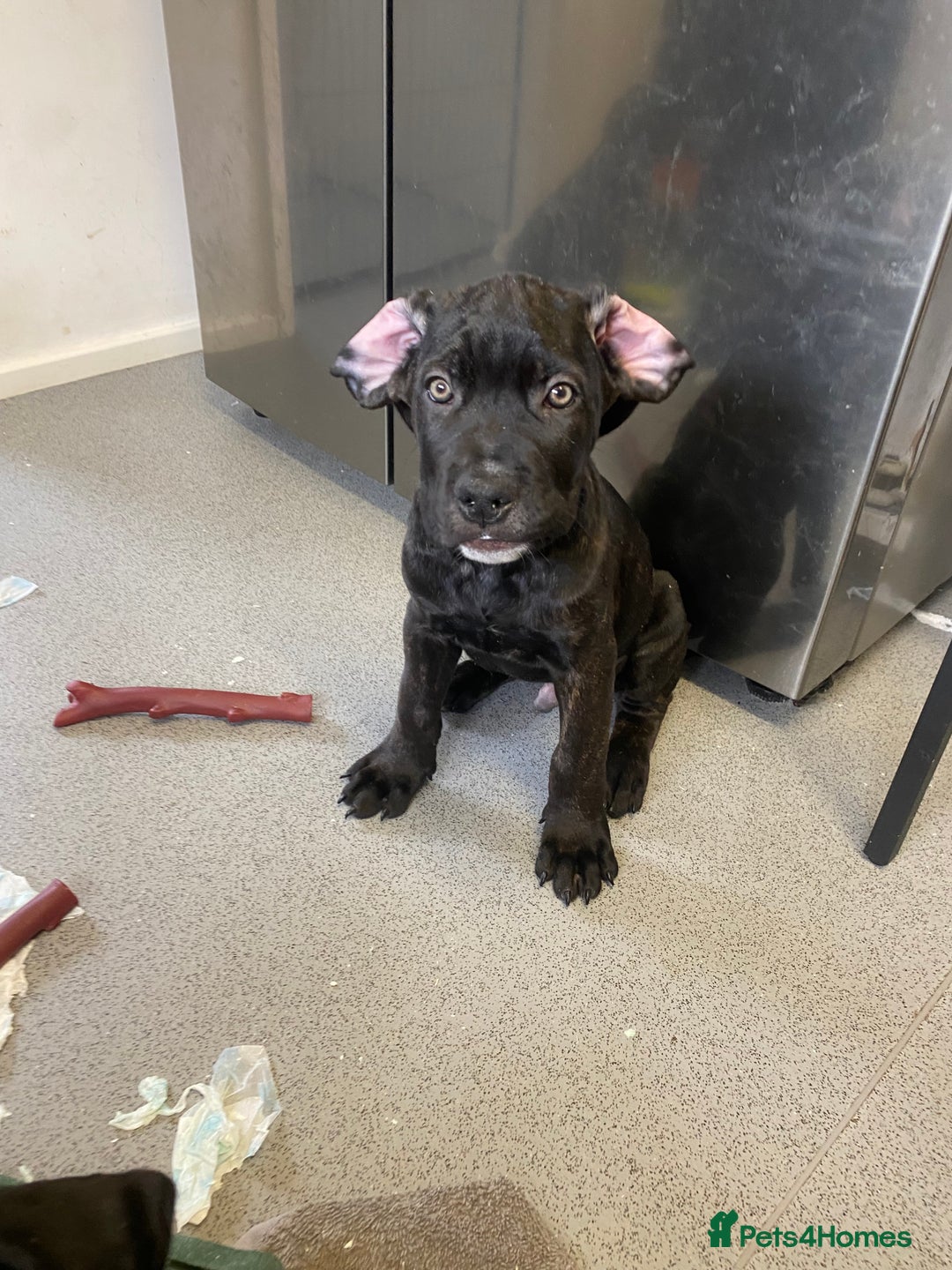 Cane Corso dogs for sale: 🐾 Beautiful Cane Corso Puppies – Ready Soon! 🐾 - Advert 12