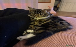 Siberian cats for sale: Siberian & Maine Coon Cross Female Cat Calico - Image 8