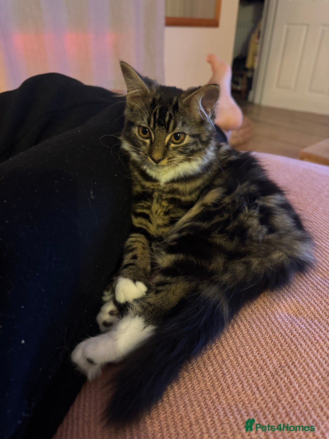 Siberian cats for sale: Siberian & Maine Coon Cross Female Cat Calico - Image 8
