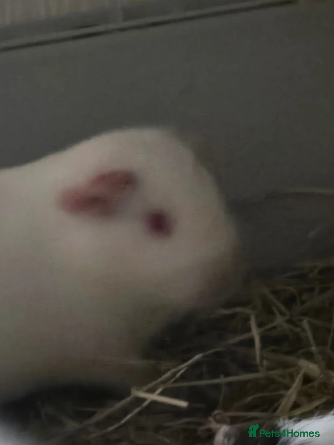 Guinea Pig rodents for sale: Male guinea pig  in Wrexham - Advert 2