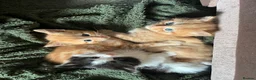 American Shorthair cats for sale: Kittens for sale - Advert 1