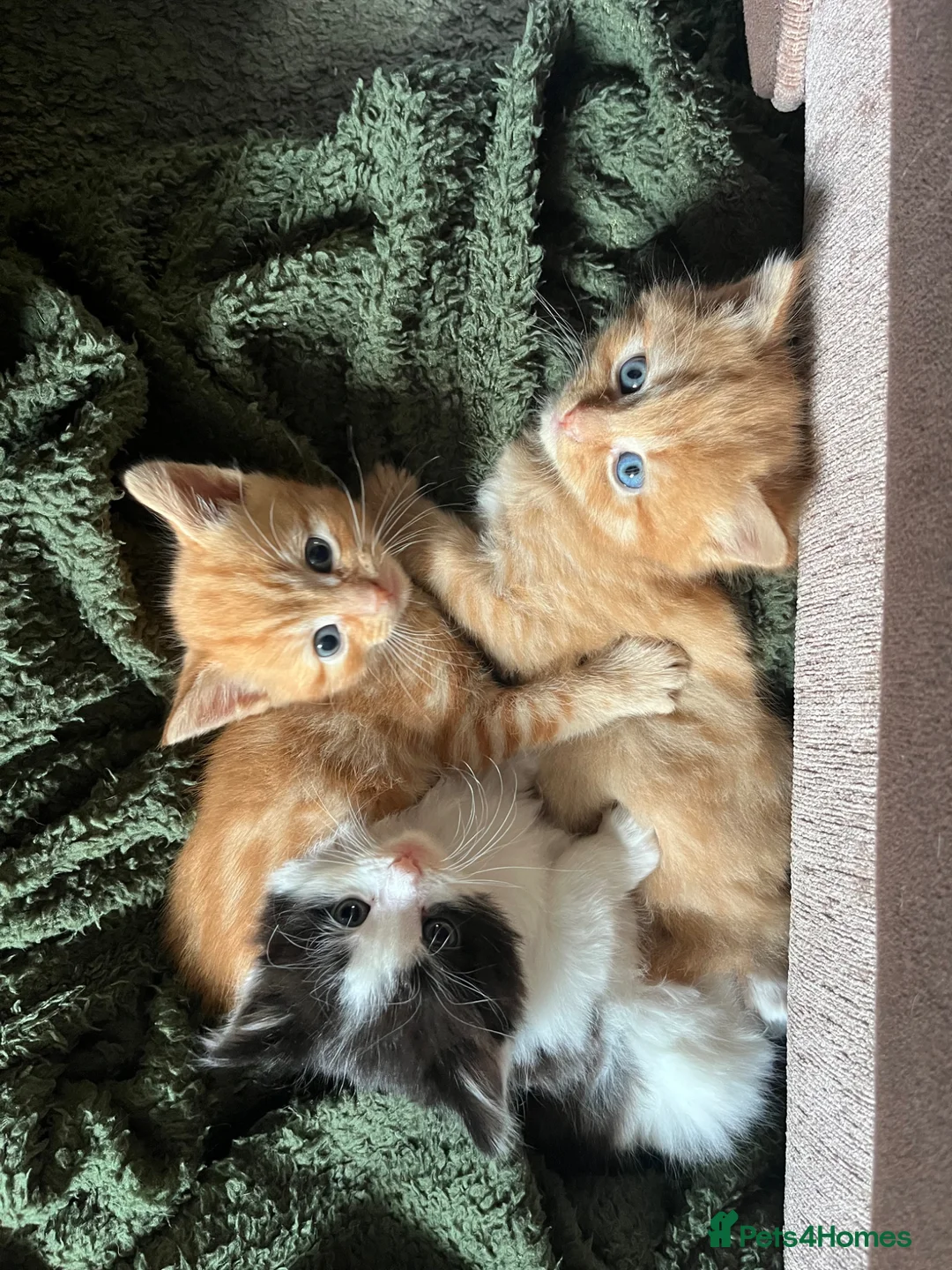 American Shorthair cats for sale: Kittens for sale - Advert 1