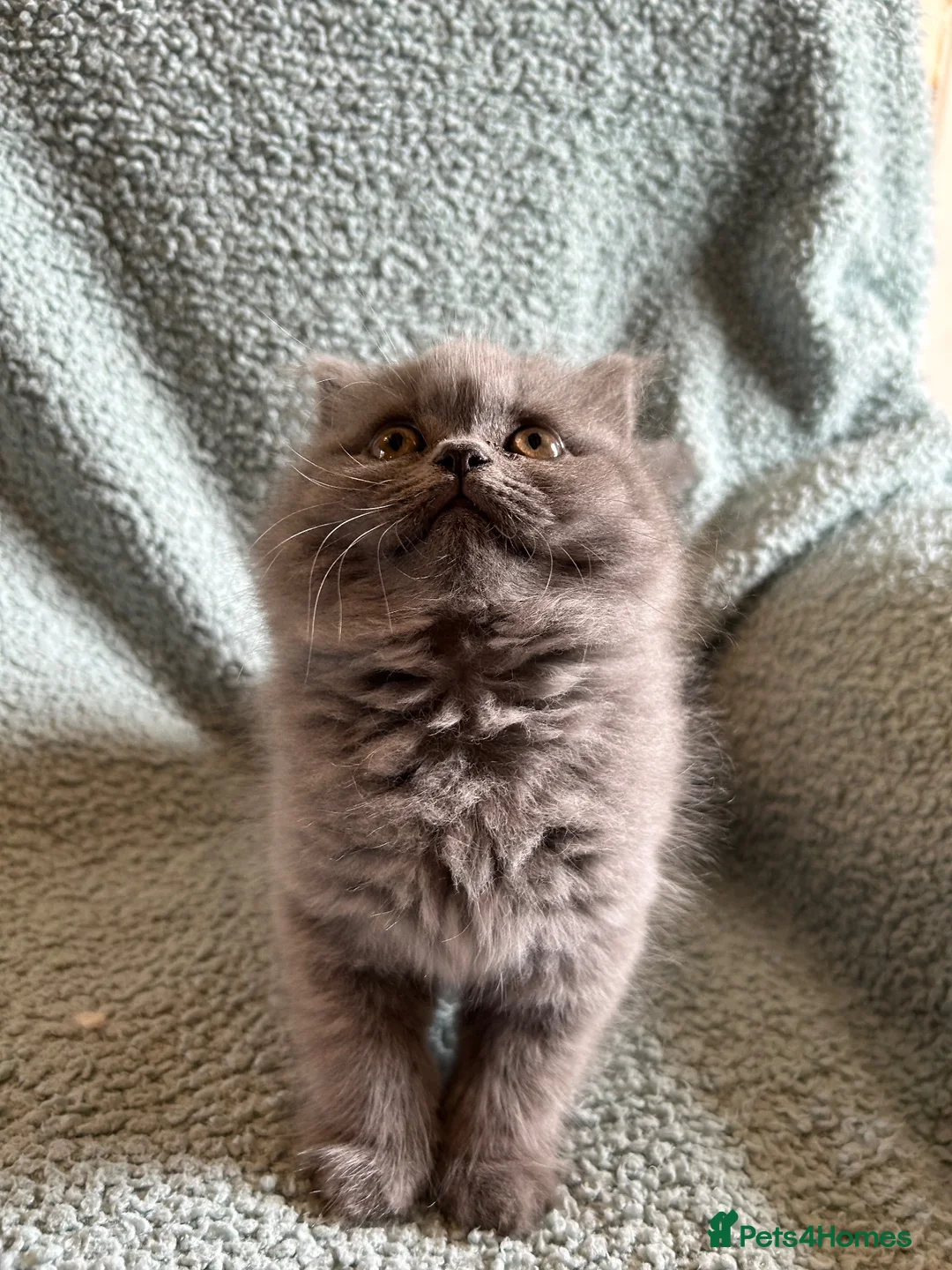 British Shorthair cats for sale: British Blue Shorthair Kittens in Doncaster - Advert 1