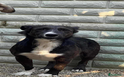 Mixed Breed dogs for adoption: Ronnie 3year old Romanian rescue  - Image 5
