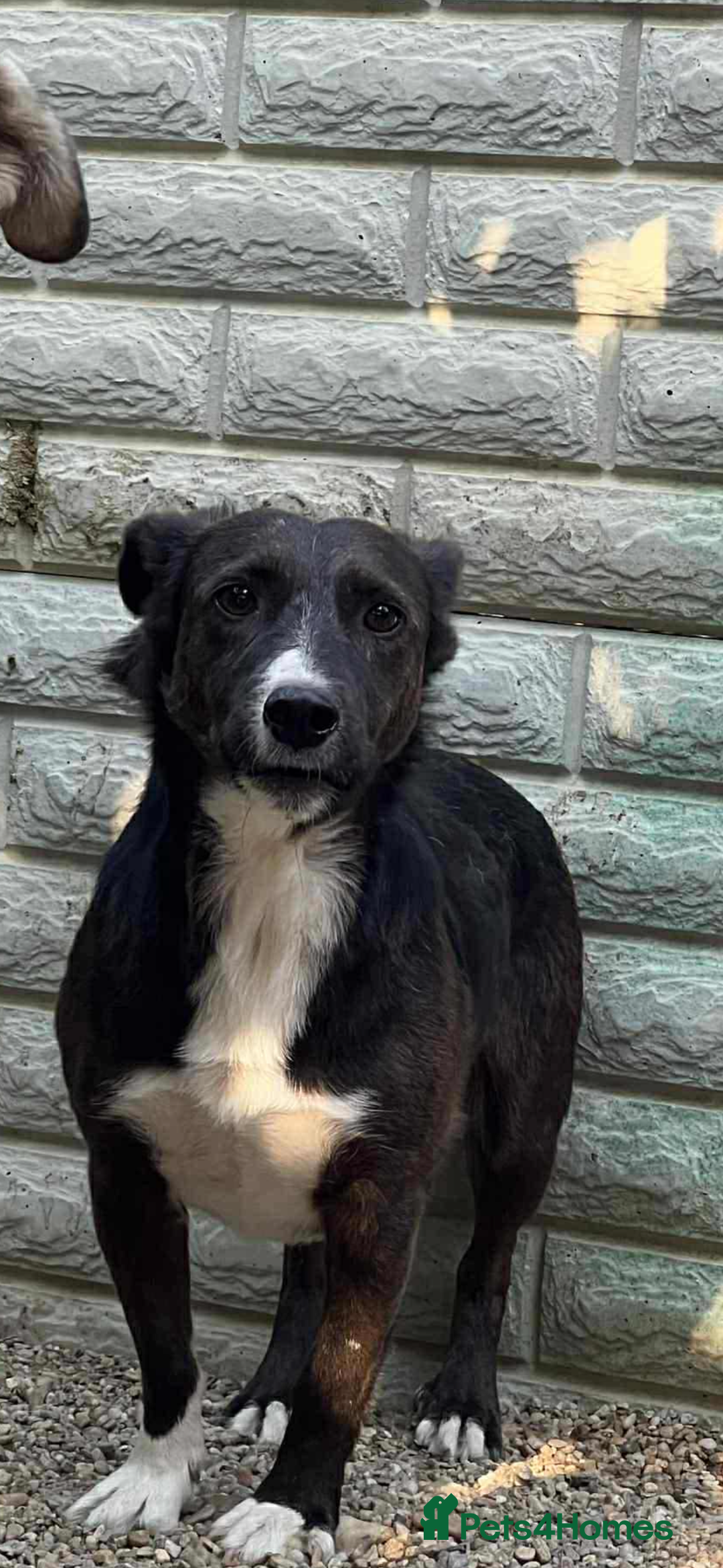 Mixed Breed dogs for adoption: Ronnie 3year old Romanian rescue  - Image 5