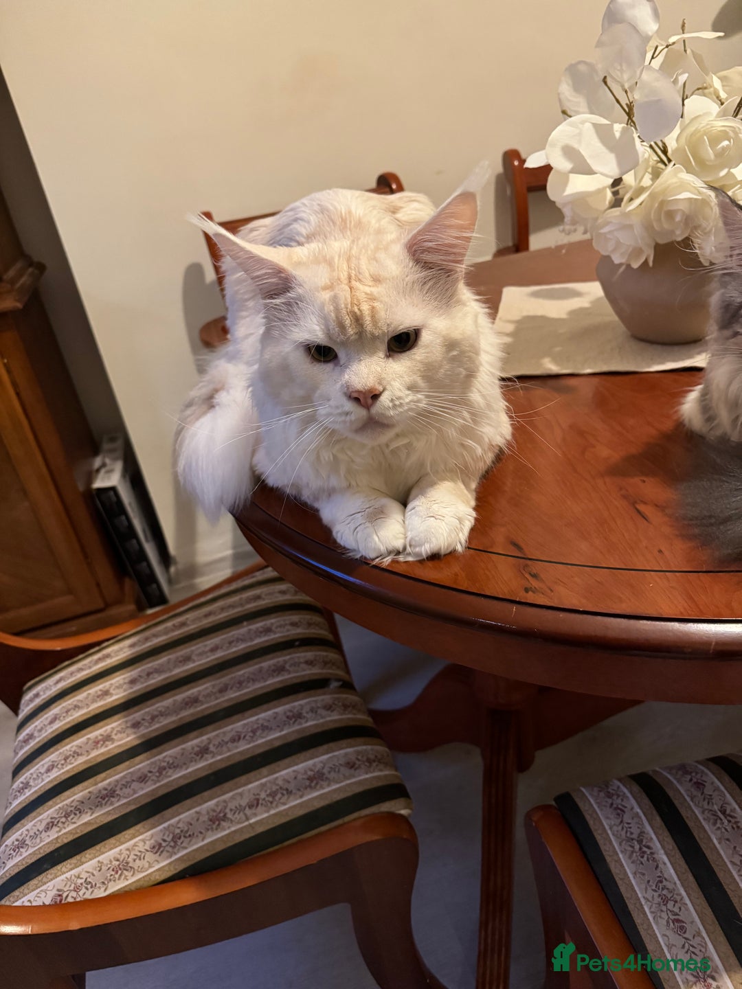 Maine Coon cats for sale: Gorgeous Maine Coon Girl by Gr. Champions For Sale - Advert 8