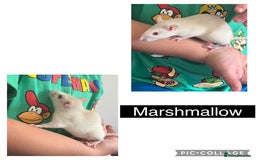 Rat rodents for sale: 4 Female Dumbo Rats + Cage - Image 5