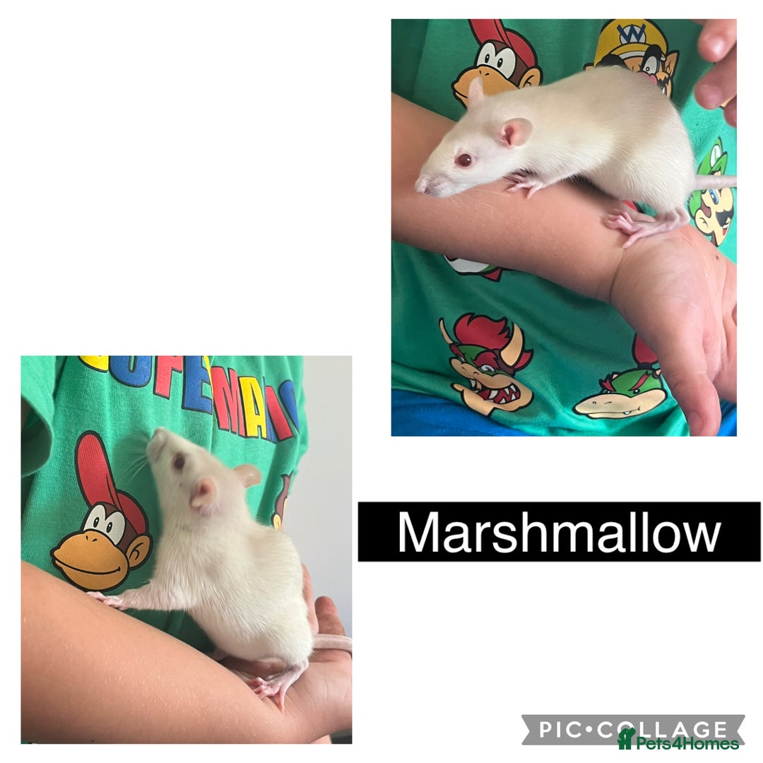 Rat rodents for sale: 4 Female Dumbo Rats + Cage - Image 5