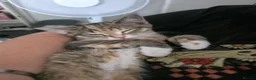 Mixed Breed cats for sale: Beautiful girl looking for her forever home in Newcastle - Advert 7