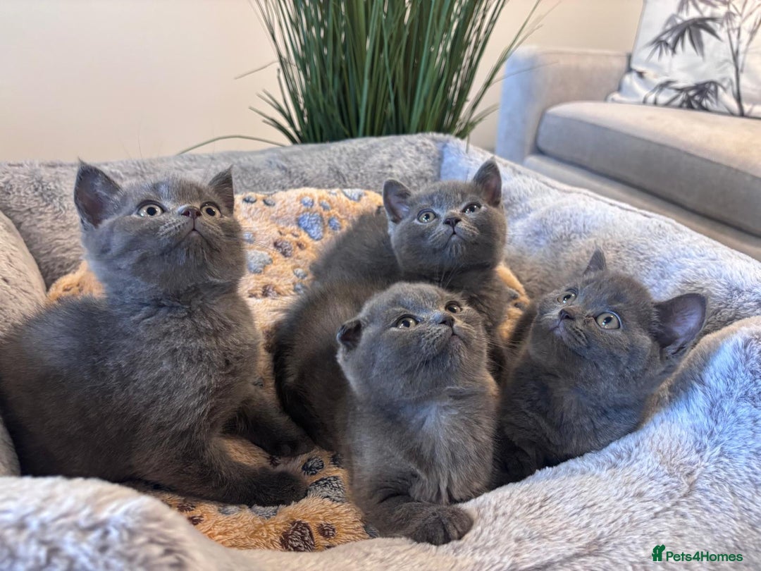 Scottish Fold cats for sale: Adorable Kittens - Image 1